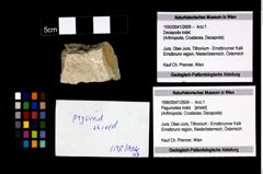 Foto (Objekt + Etikett) von Paguroidea indet.  (NHMW-GEO-1990-0041-2609)